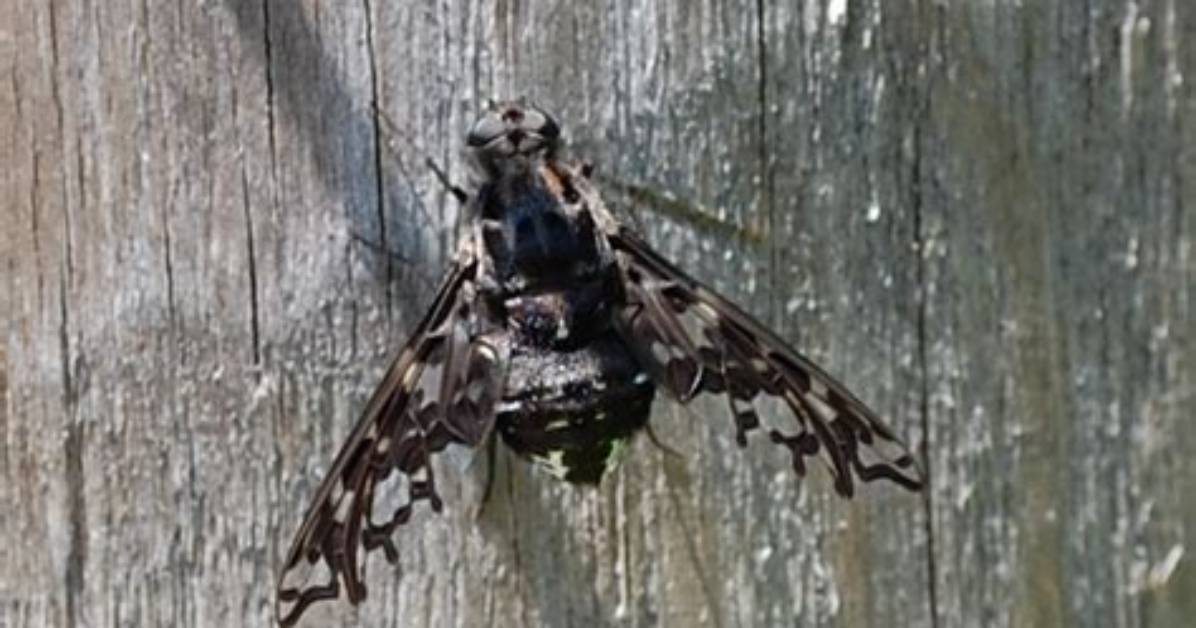What Do Tiger Bee Flies Eat