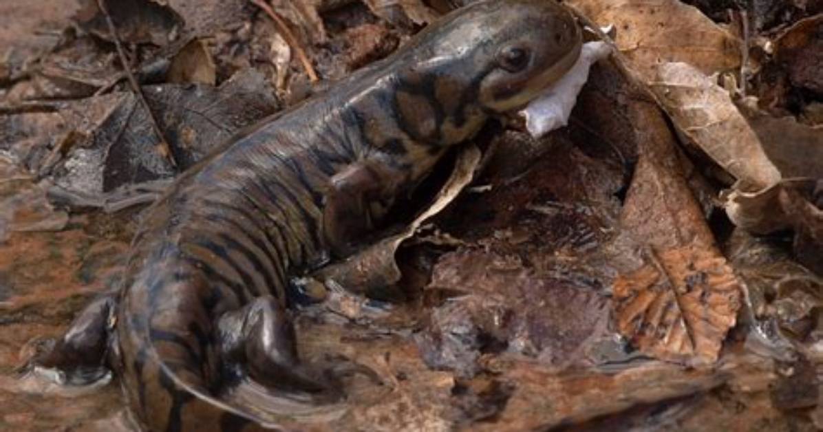What Do Tiger Salamanders Eat