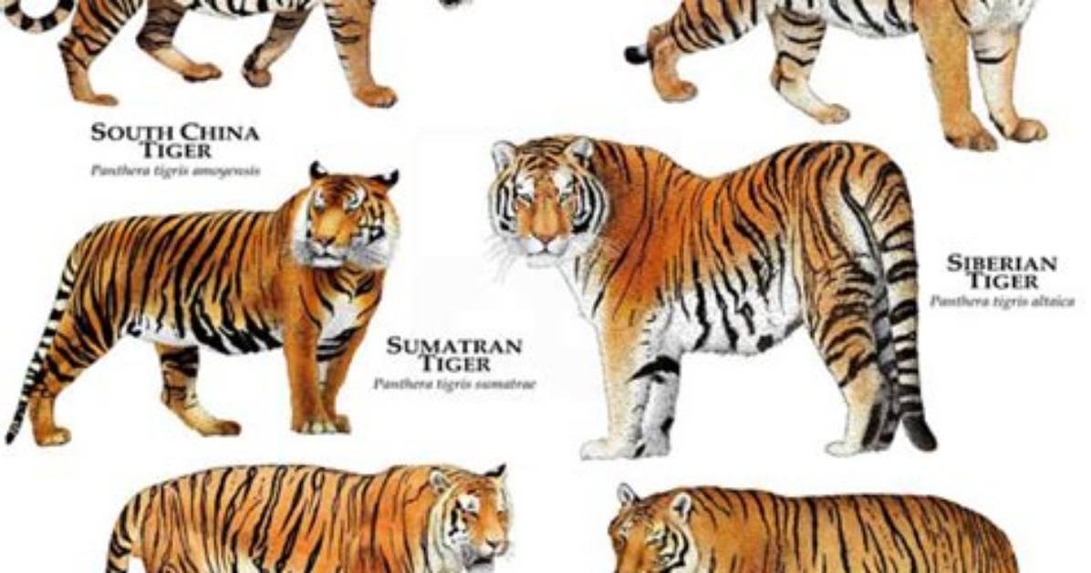 What Do Tigers Have That No Other Animal Can Have? [Riddle Answers]