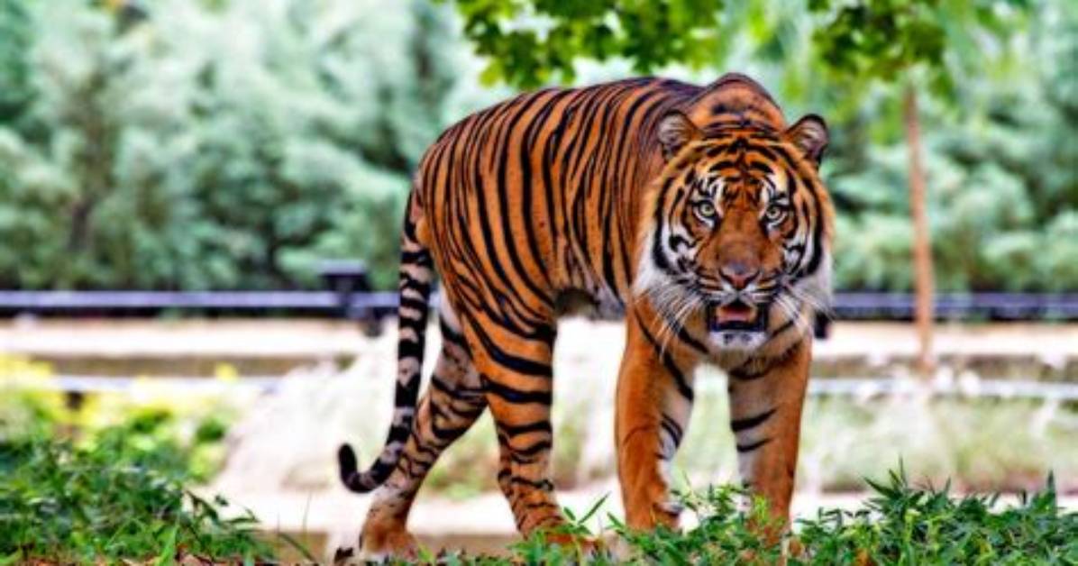 What Do Tigers Mean?