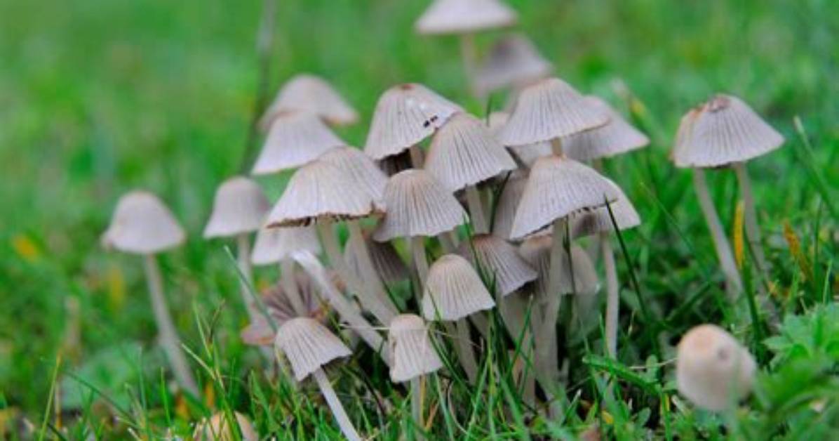 What Do Toadstools Look Like