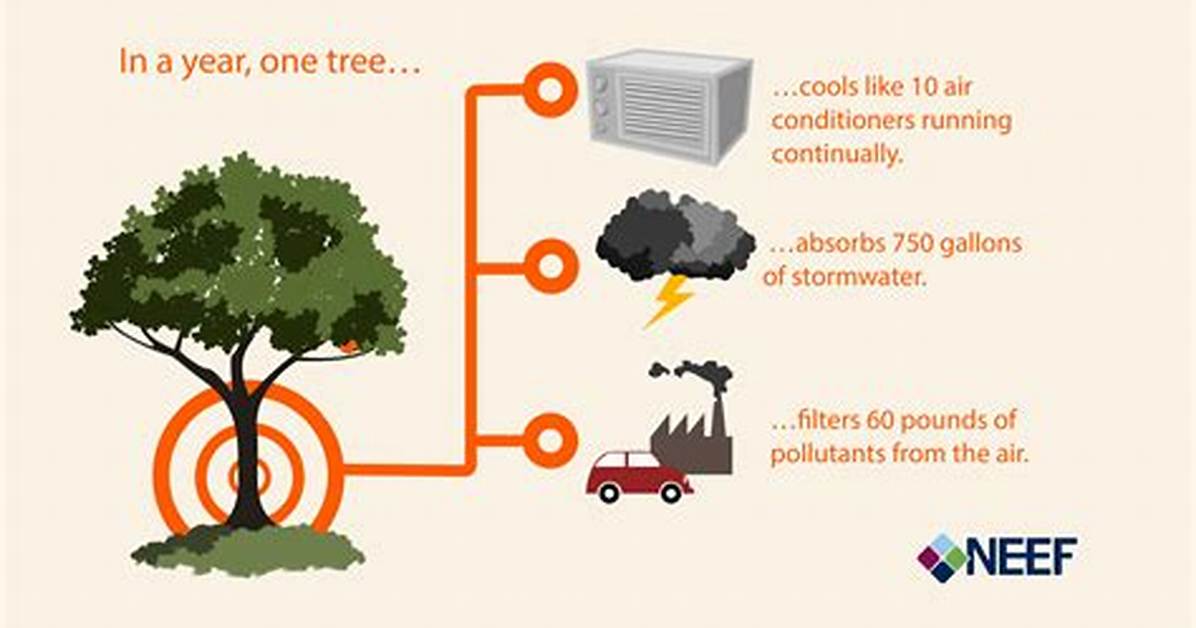 What Do Trees Do in Summer