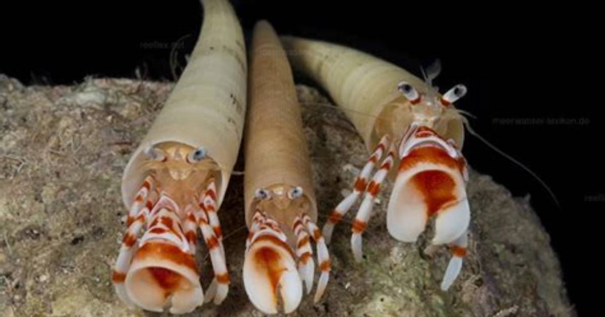 What Do Tusk Shells Eat