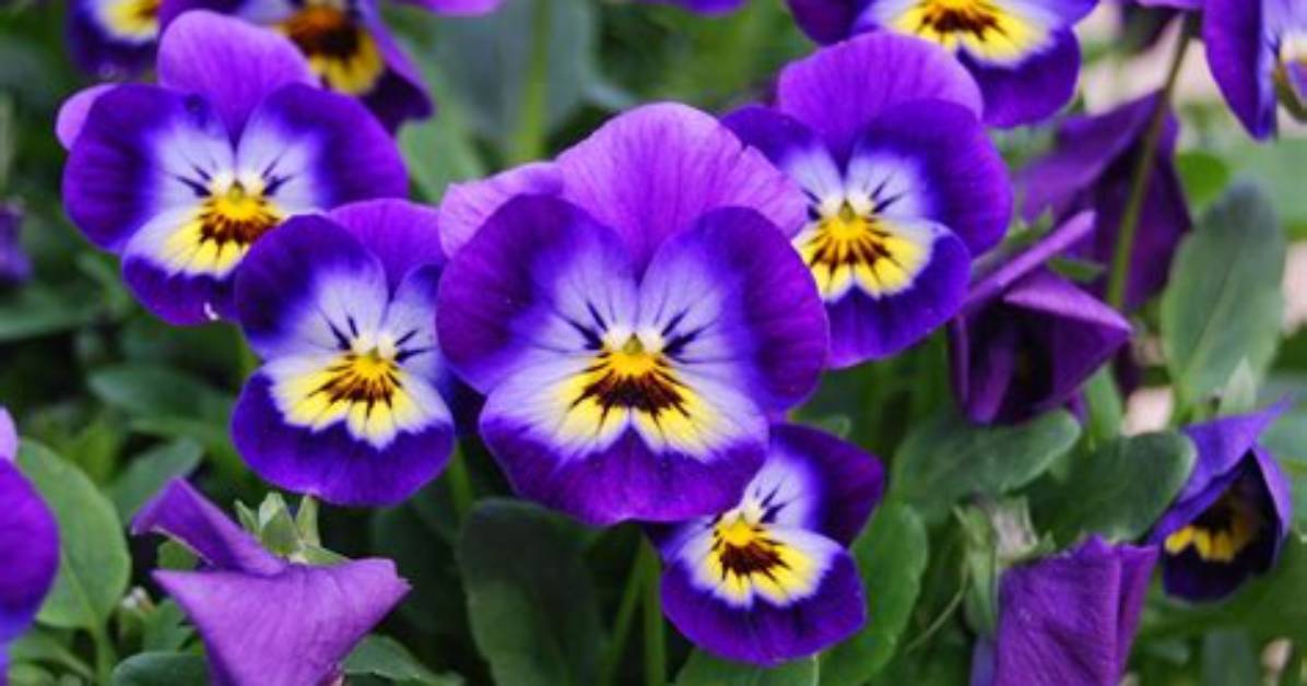 What Do Violas Taste