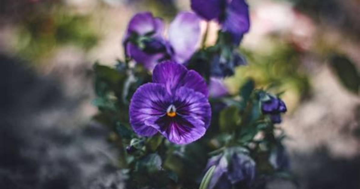 What Do Violets Symbolize