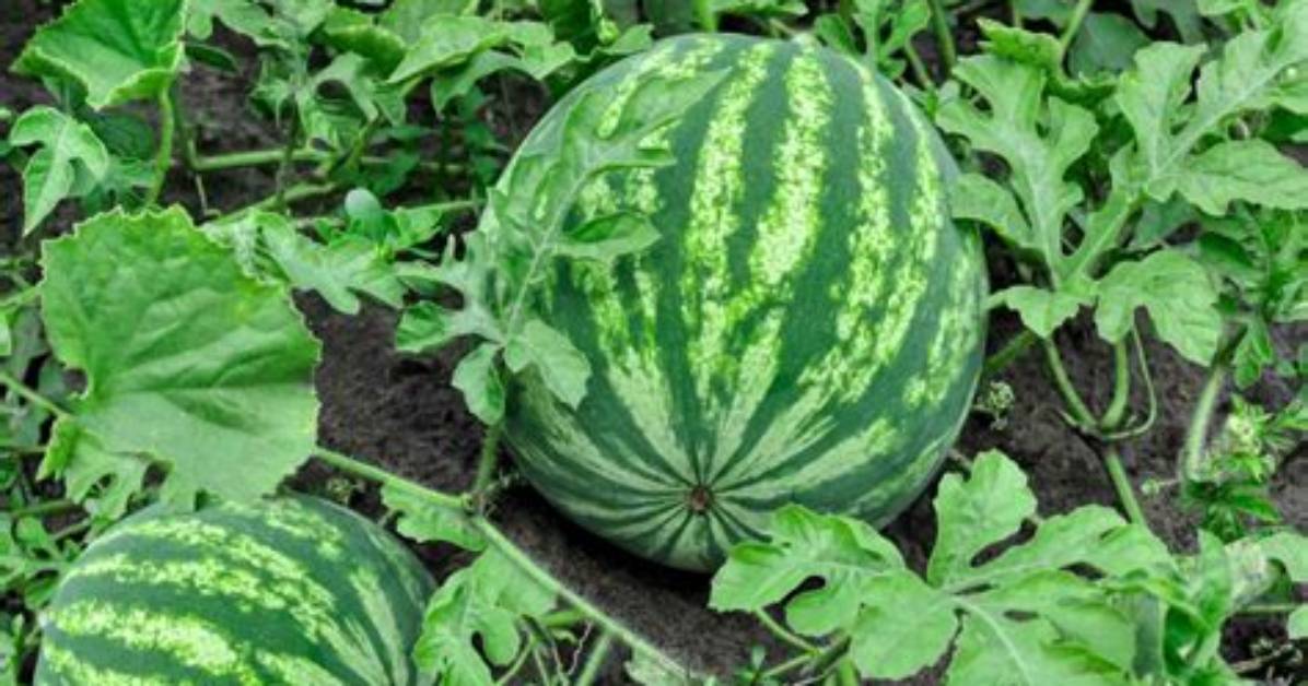 What Do Watermelons Symbolize