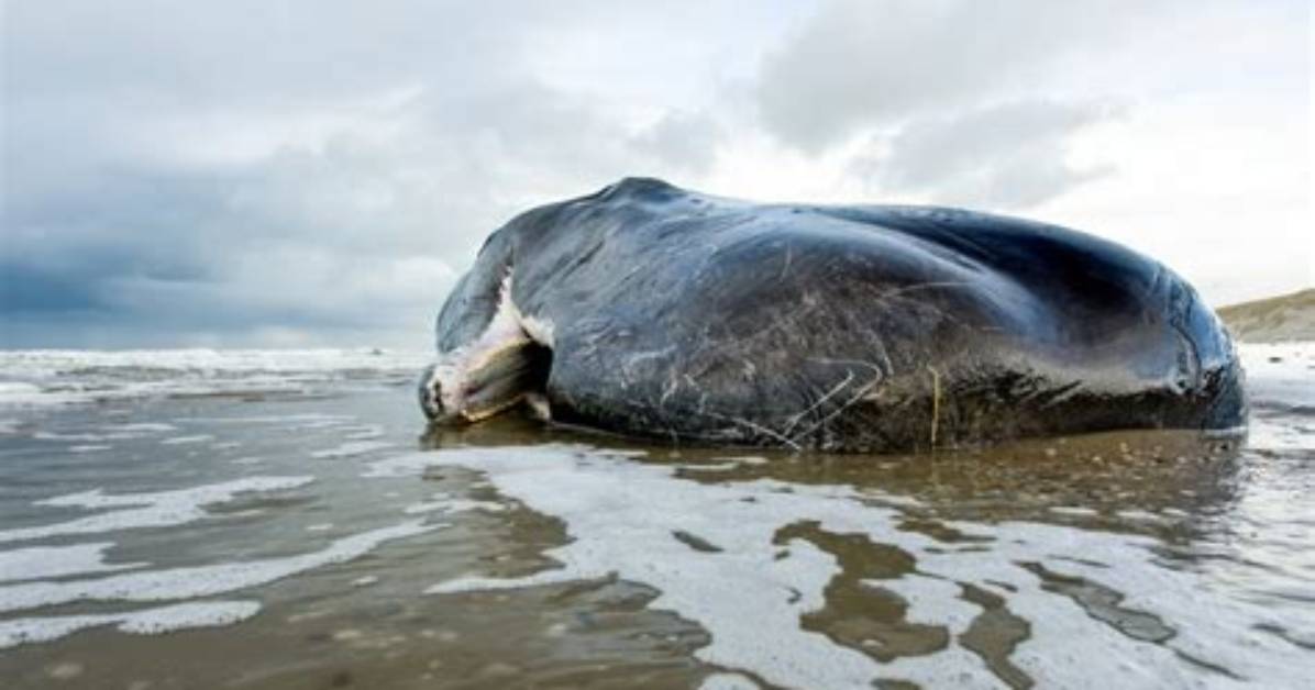 What Do Whales Beach Themselves?