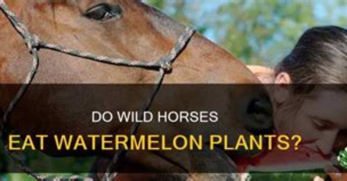 What Do Wild Mustangs Eat