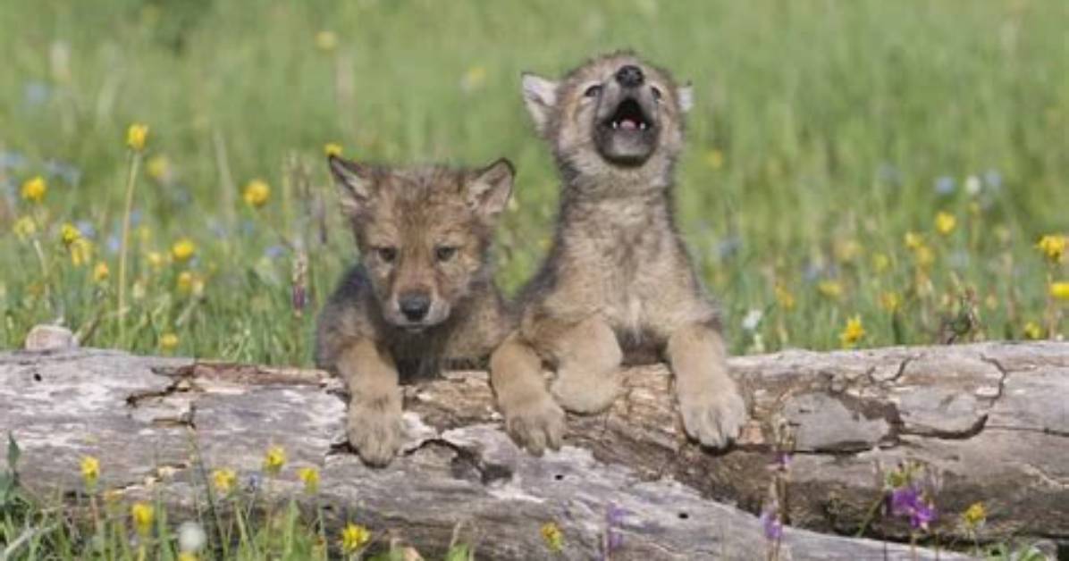 What Do Wolf Pups Look Like