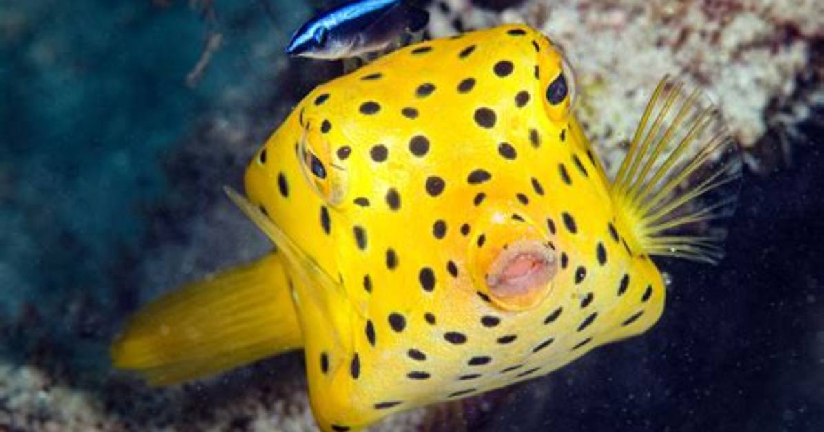 What Do Yellow Boxfish Eat?