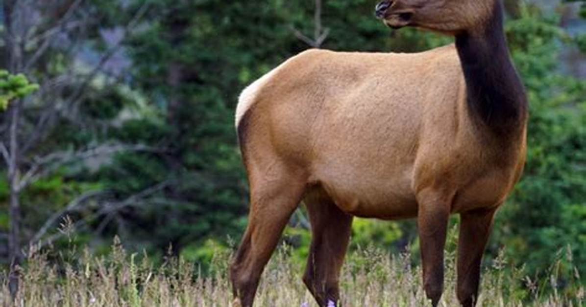 What Do You Call a Female Elk