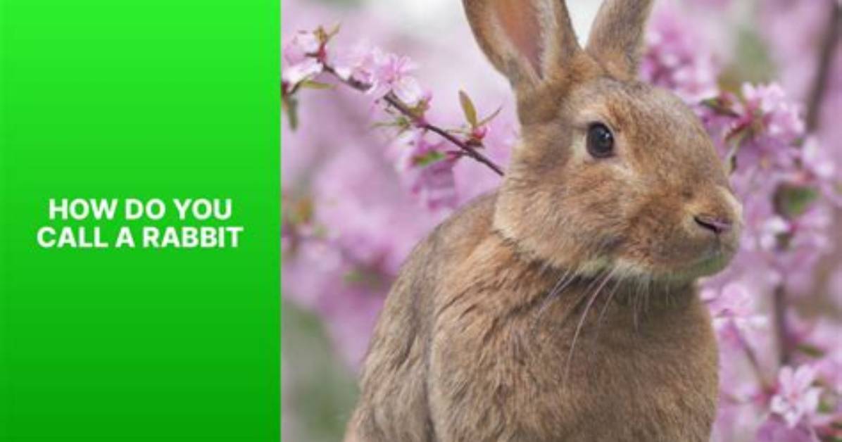 What Do You Call a Rabbit with Fleas? [Riddle Answers]