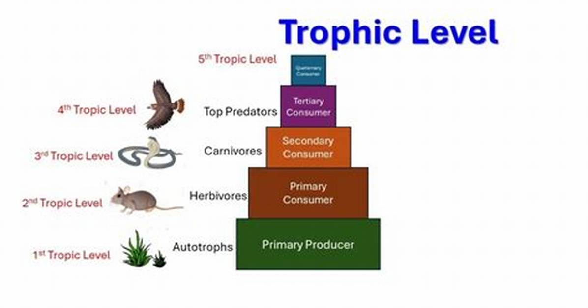 What Do You Call the Third Trophic Levels
