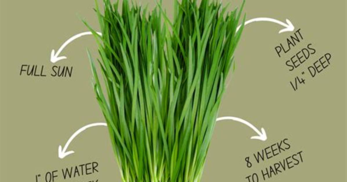 What Do You Do with Chives After They Bloom?