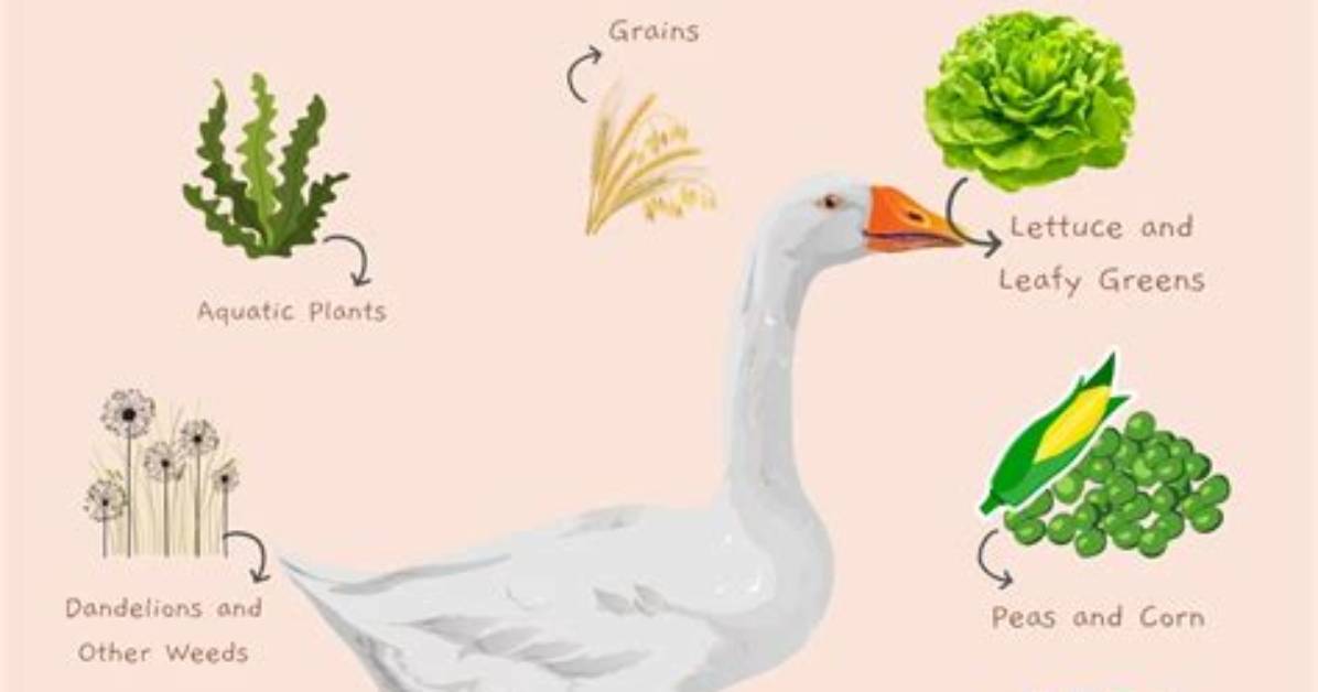 What Do You Do with Geese in the Winter?