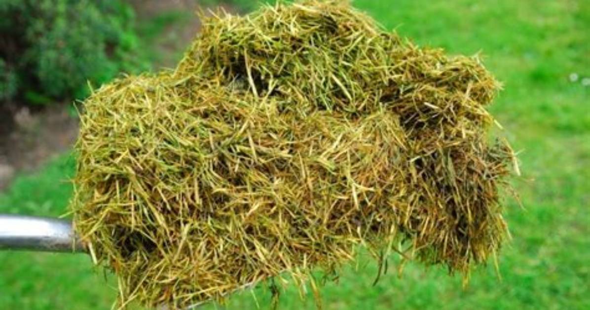 What Do You Do with Grass Cuttings?