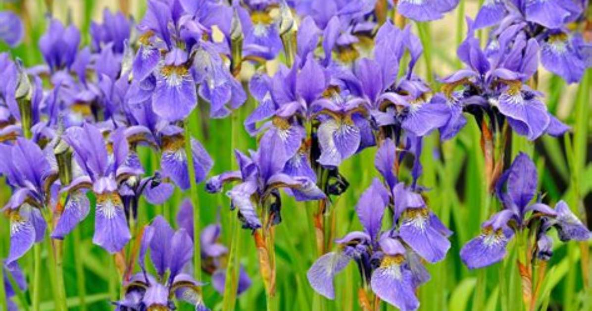What Do You Do with Irises After They Have Flowered