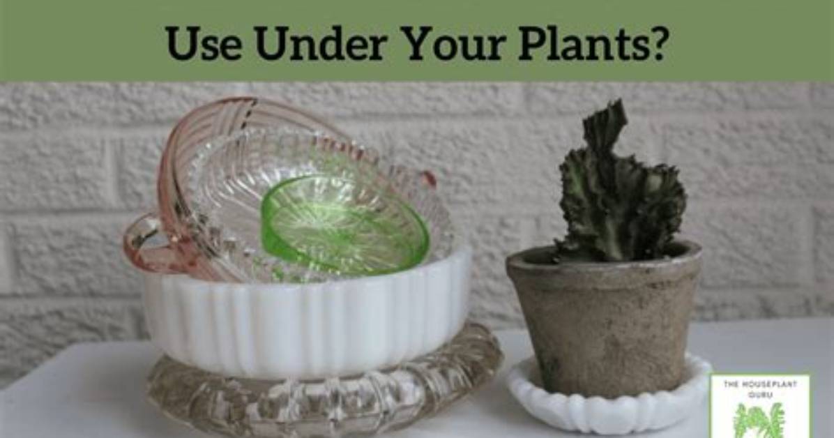 What Do You Do with Saucers