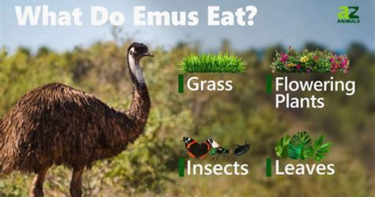 What Do You Feed Emus