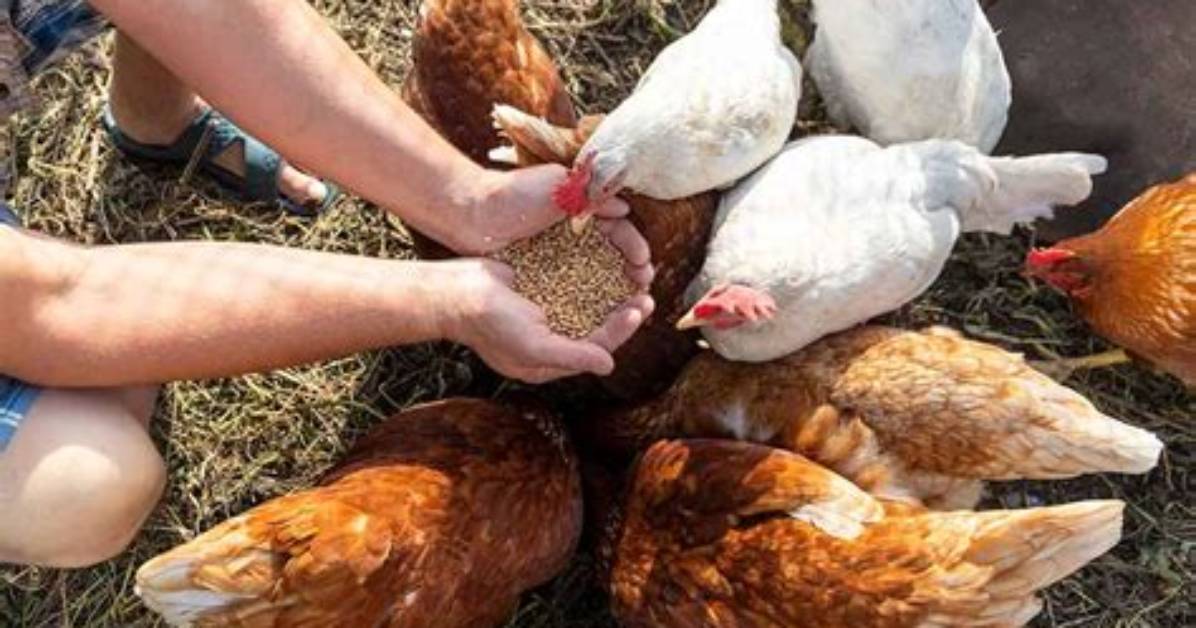 What Do You Feed Poultry