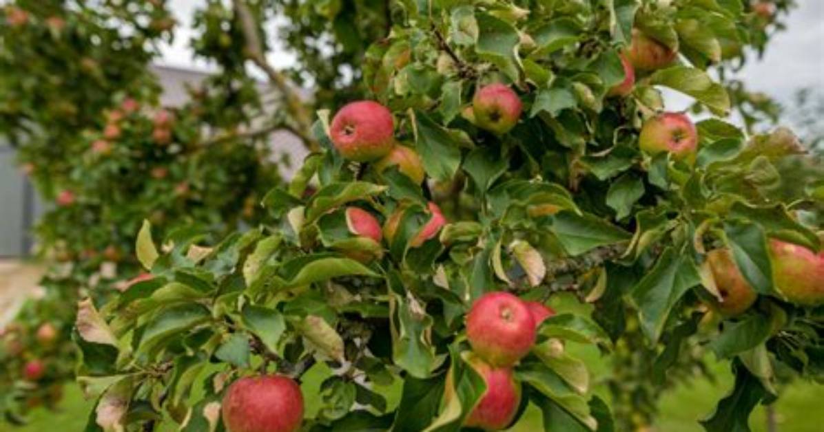 What Do You Spray on Apple Trees in Spring