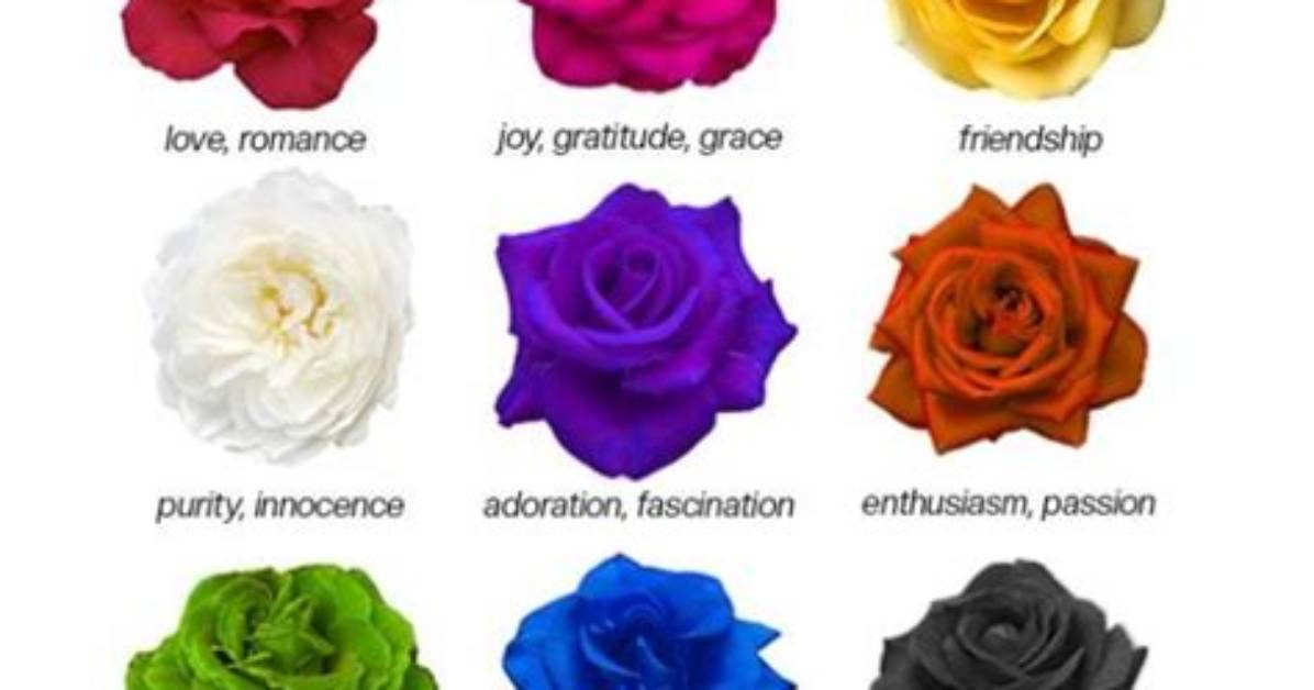 What Does 12 Roses Mean?