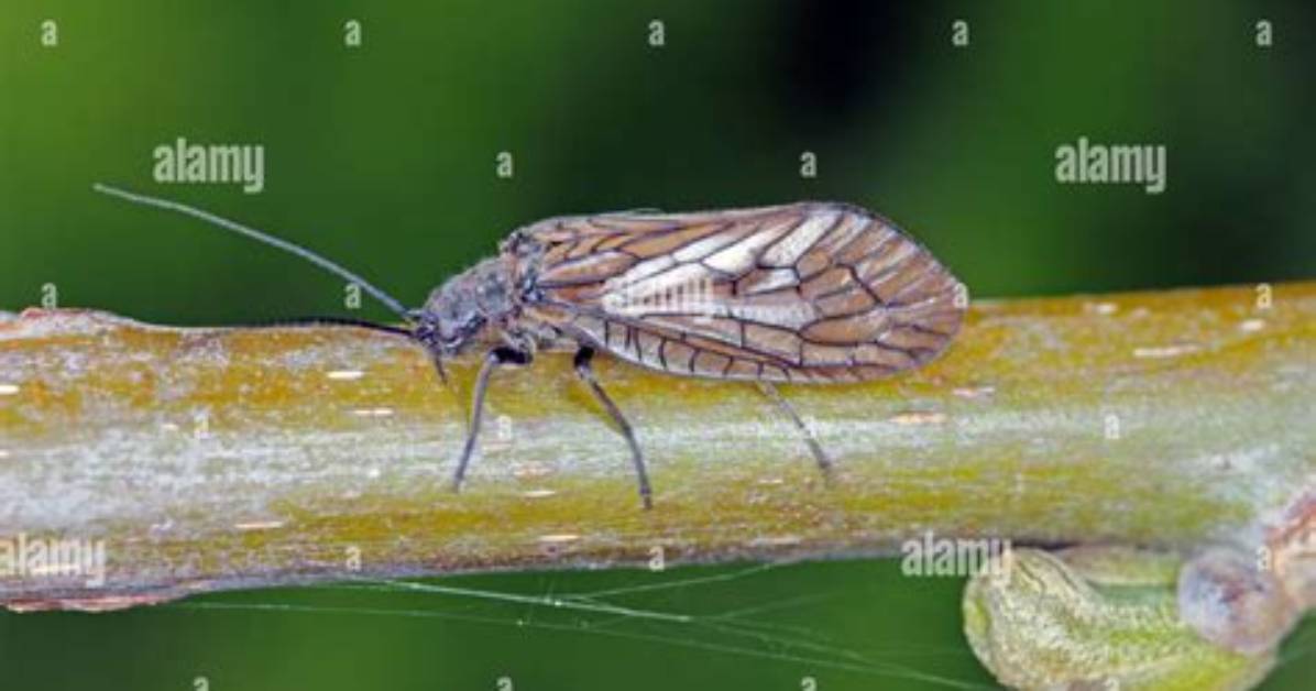 What Does a Alderfly Eat?