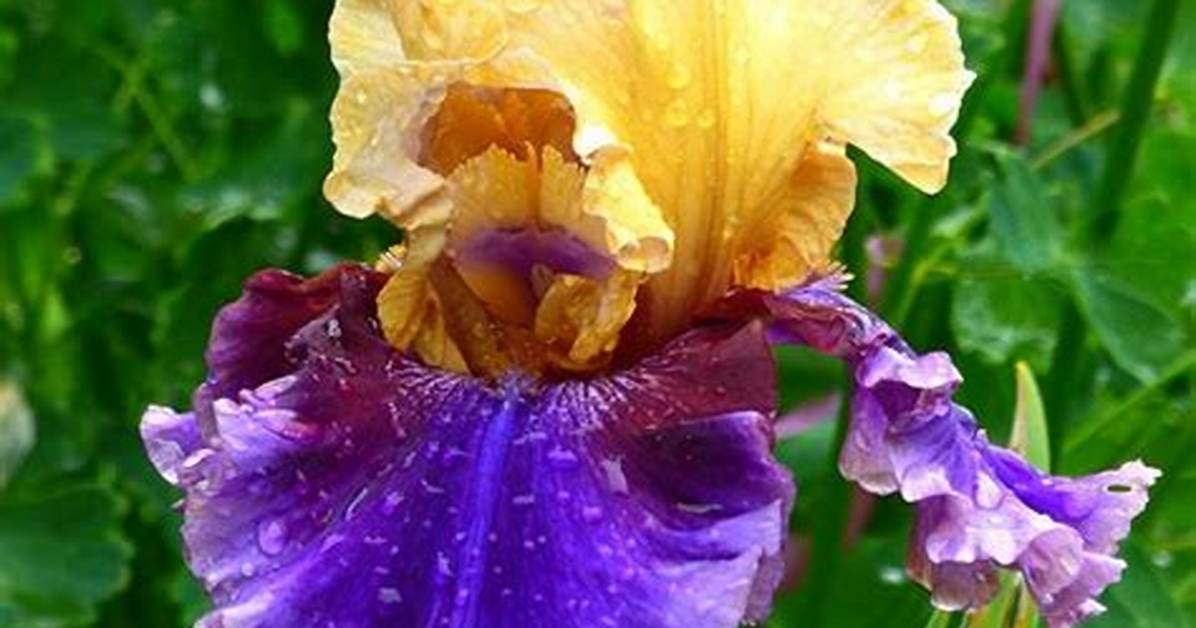 What Does a Bearded Iris Look Like