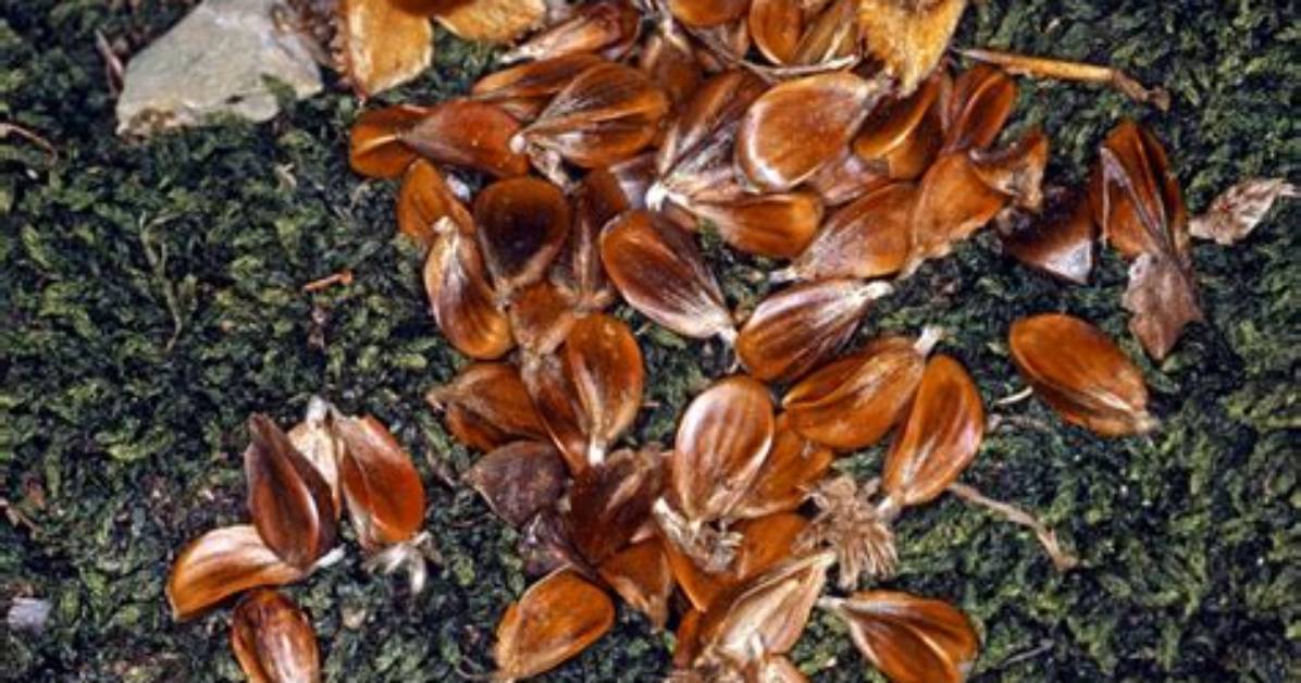 What Does a Beech Tree Nut Look Like?