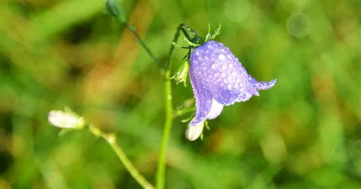 What Does a Bell Flower Look Like