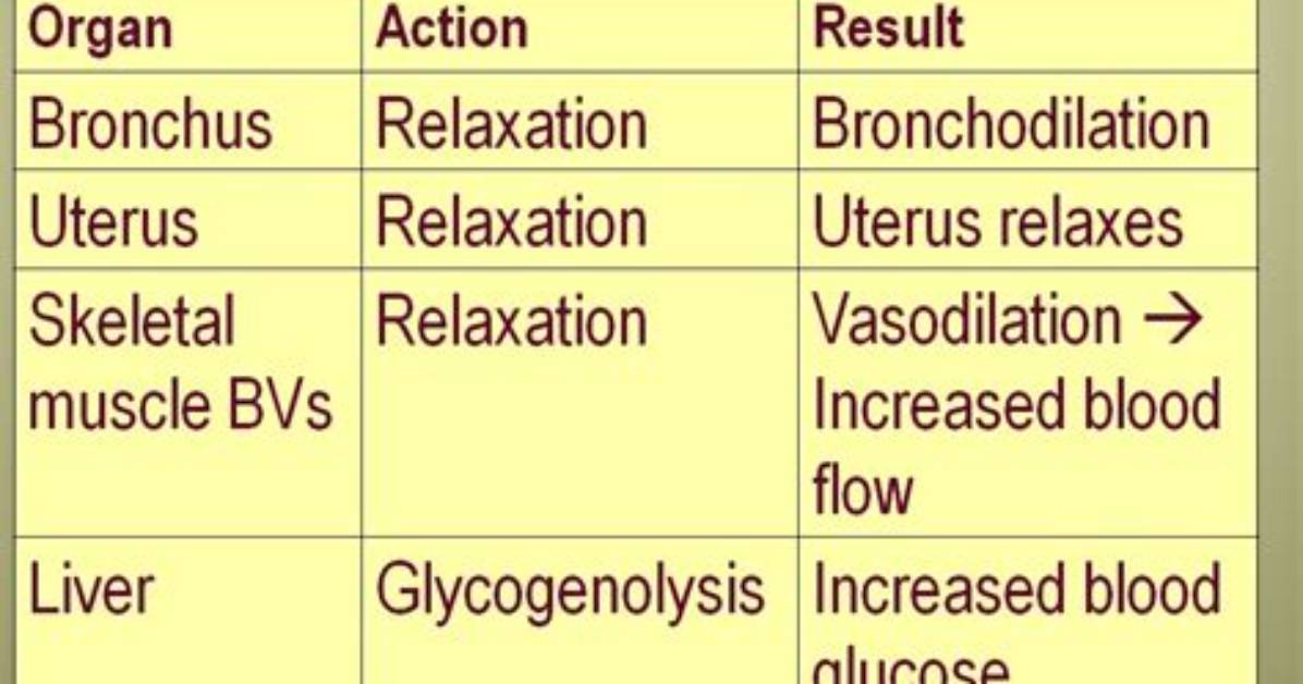 What Does a Beta 2 Agonist Do
