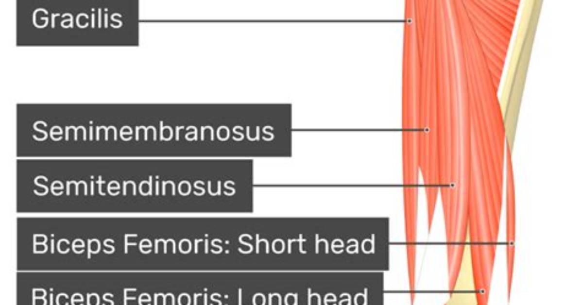 What Does a Caudofemoralis Do?