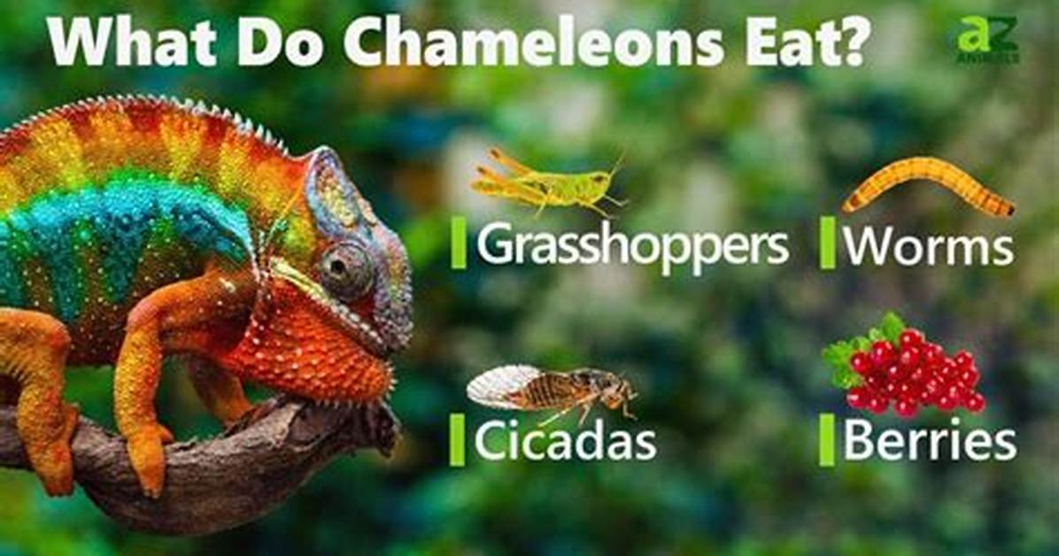 What Does a Chameleon Do?