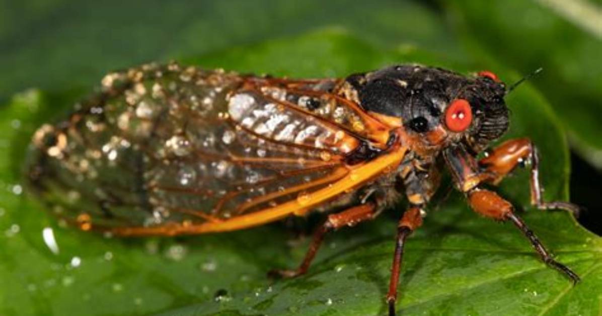 What Does a Cicada Bug Do