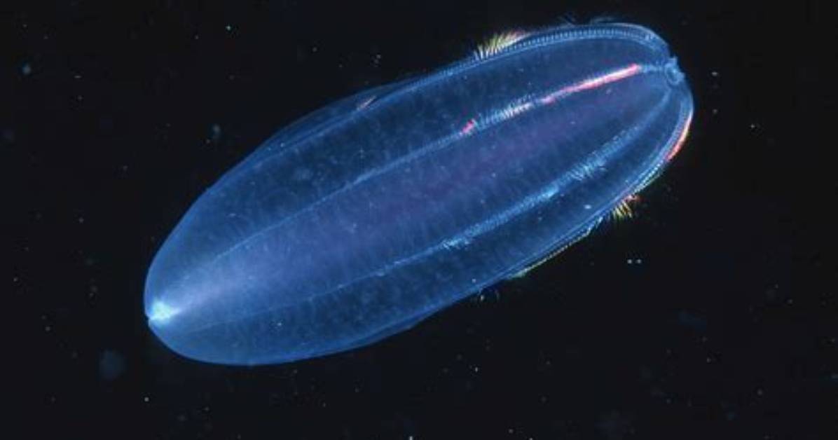 What Does a Comb Jelly Look Like?