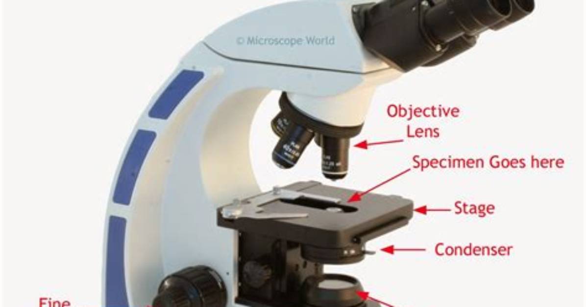 What Does a Compound Light Microscope Do