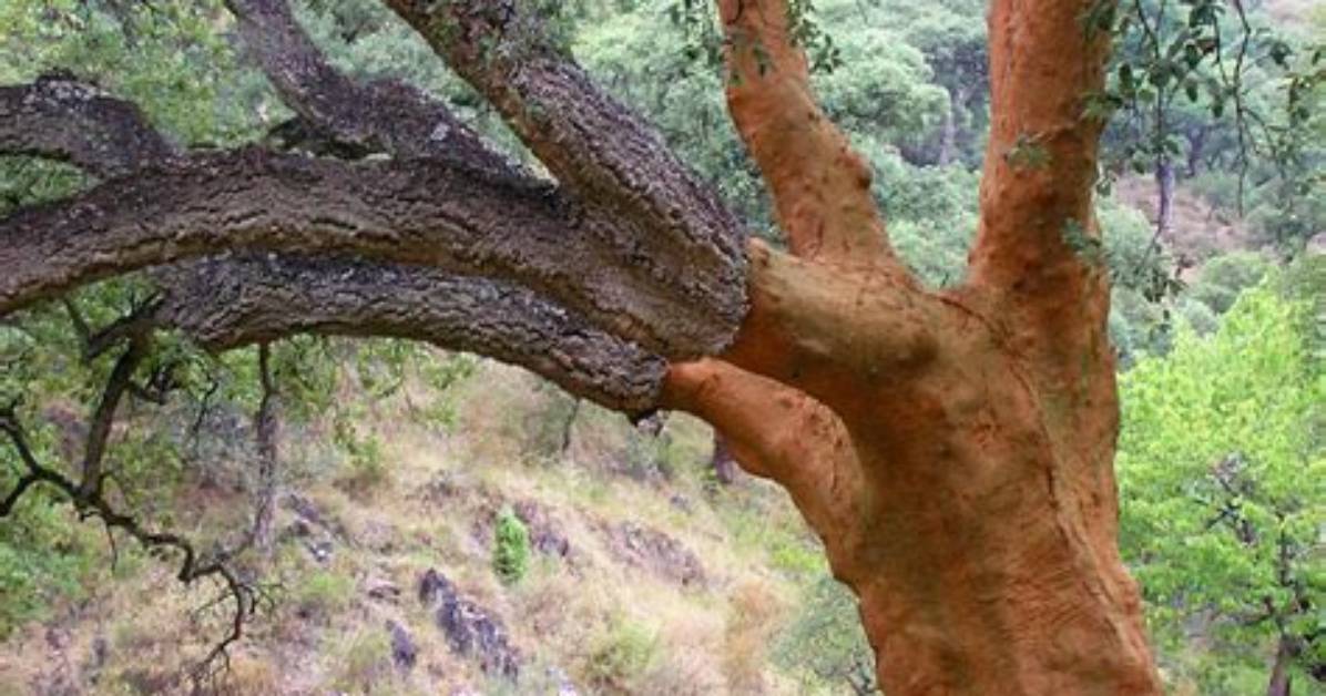 What Does a Cork Oak Tree Look Like