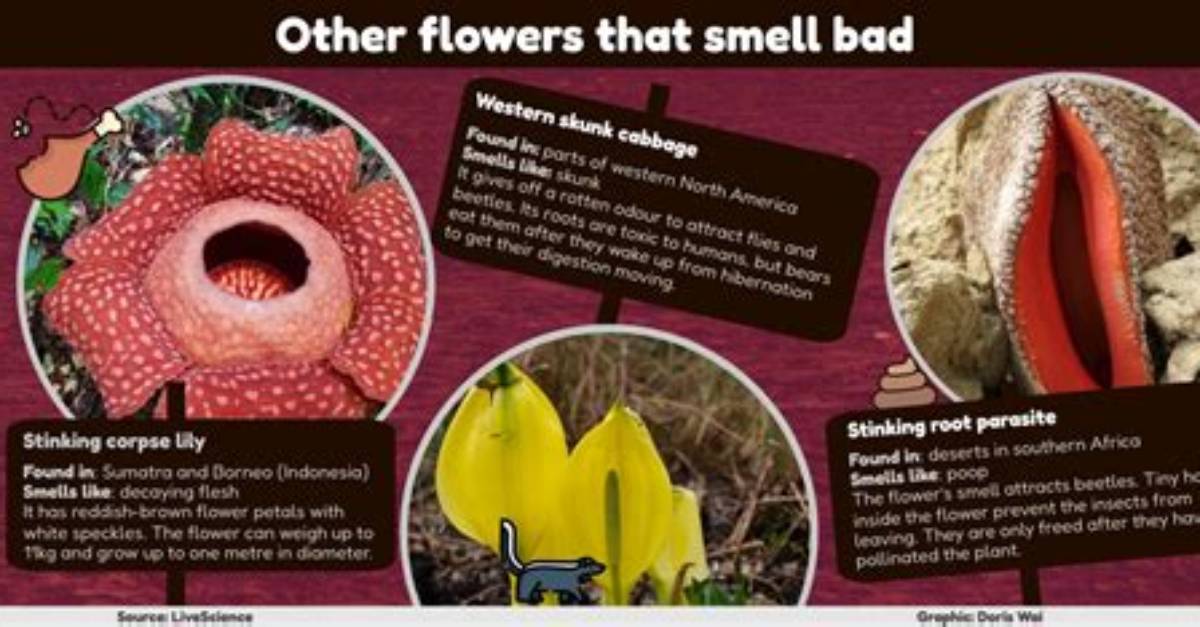 What Does a Corpse Flower Smell Like