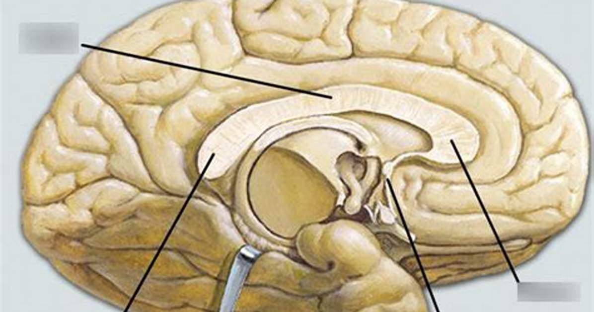 What Does a Corpus Callosum Do?