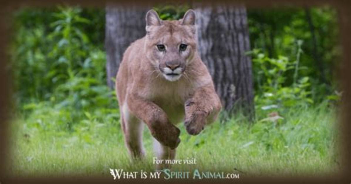 What Does a Cougar Represent?
