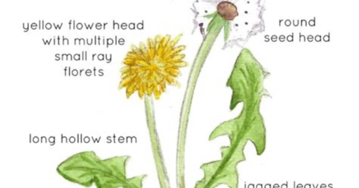What Does a Dandelion Do