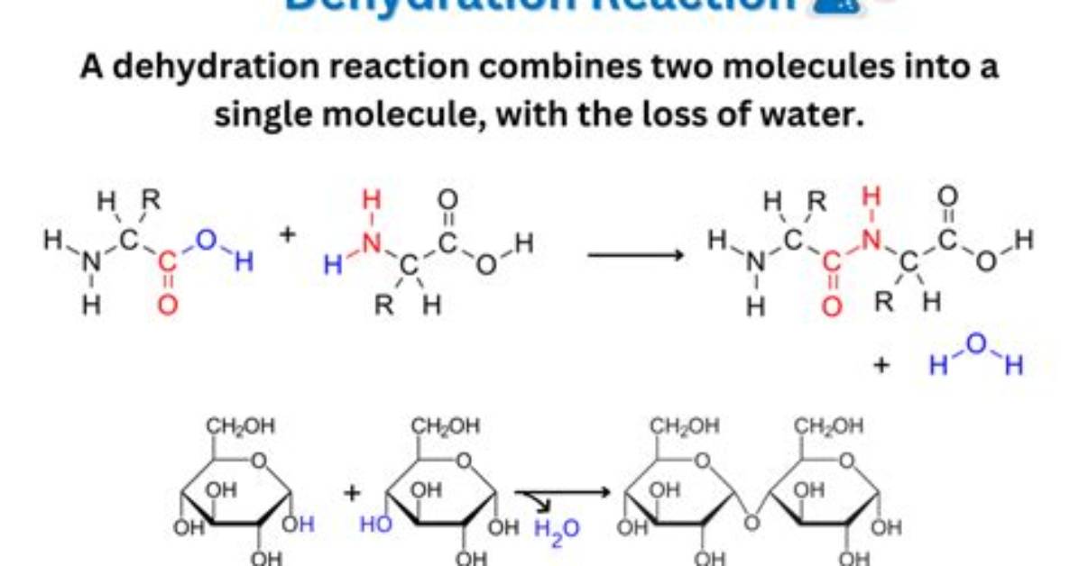 What Does a Dehydration Reaction Result in?