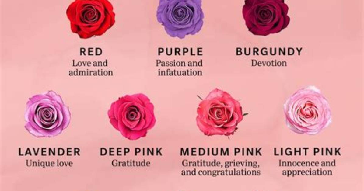 What Does a Double Rose Mean
