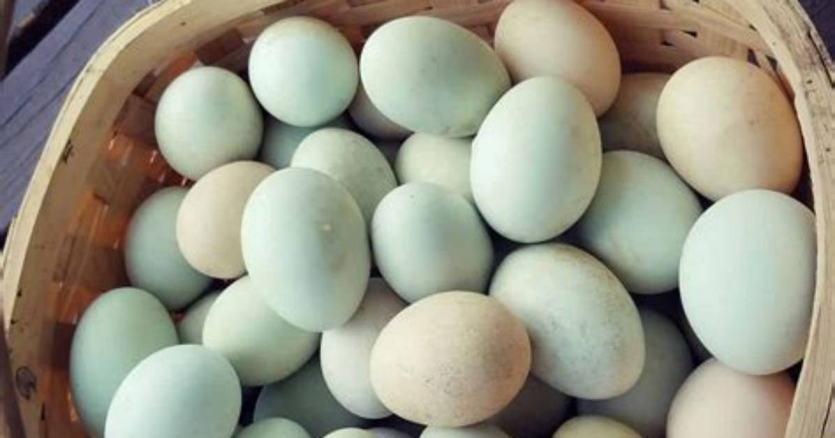 What Does a Duck Egg Look Like