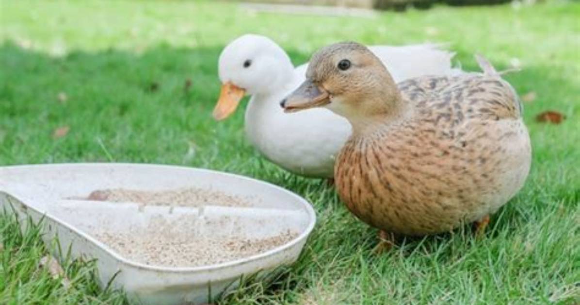 What Does a Duck Need