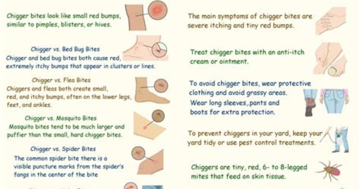 What Does a Elapid Look Like?