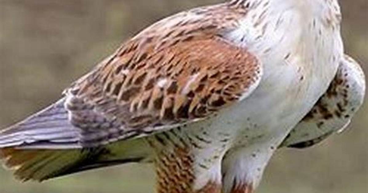 What Does a Ferruginous Hawk Eat?