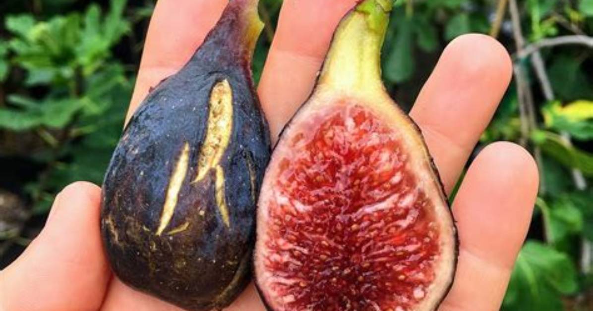 What Does a Fig Look Like When It Is Ripe?