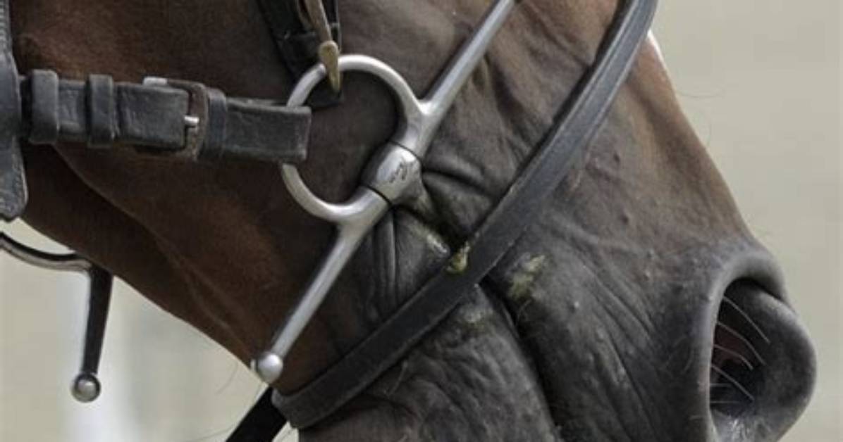 What Does a Full Cheek Snaffle Do?