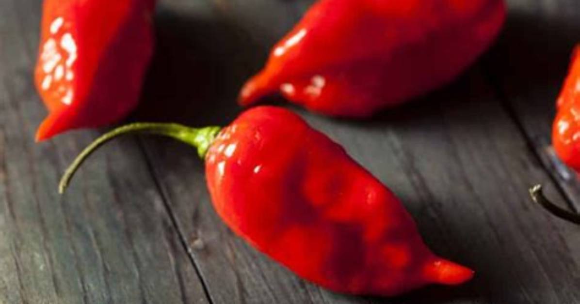 What Does a Ghost Pepper Look Like